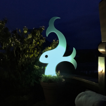 Fische, nachts angestrahlt